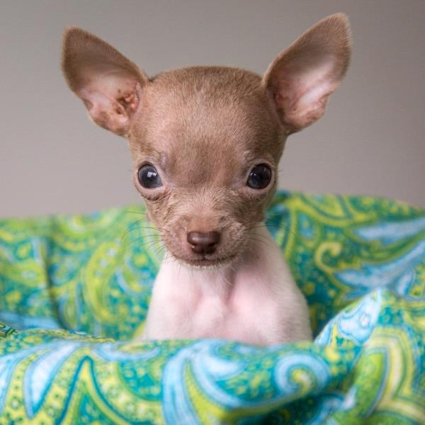 /Images/uploads/Humane Rescue Alliance/HRACalendarPhotoContest/entries/8594thumb.jpg